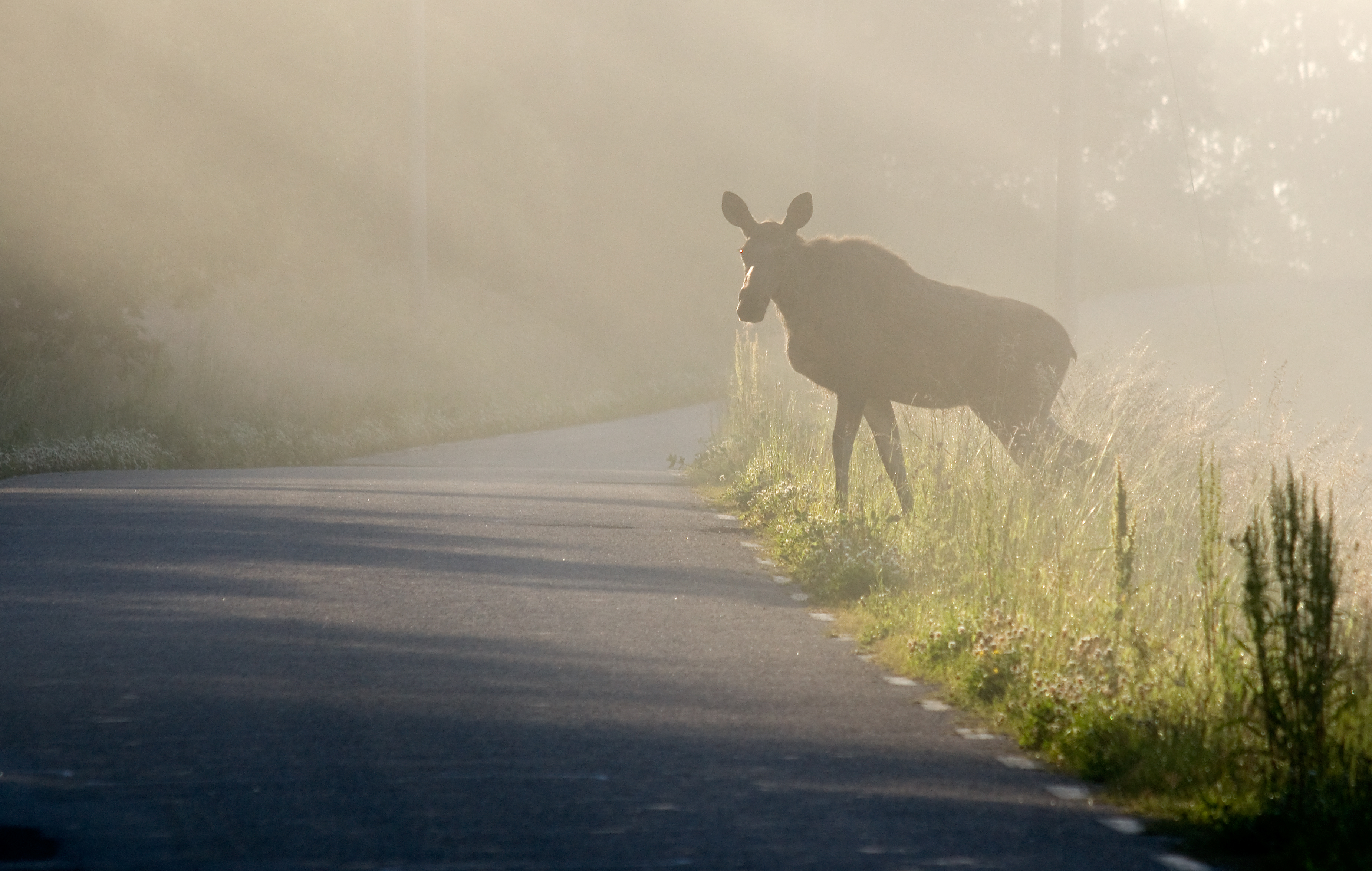 Älg bredvid väg i dimma