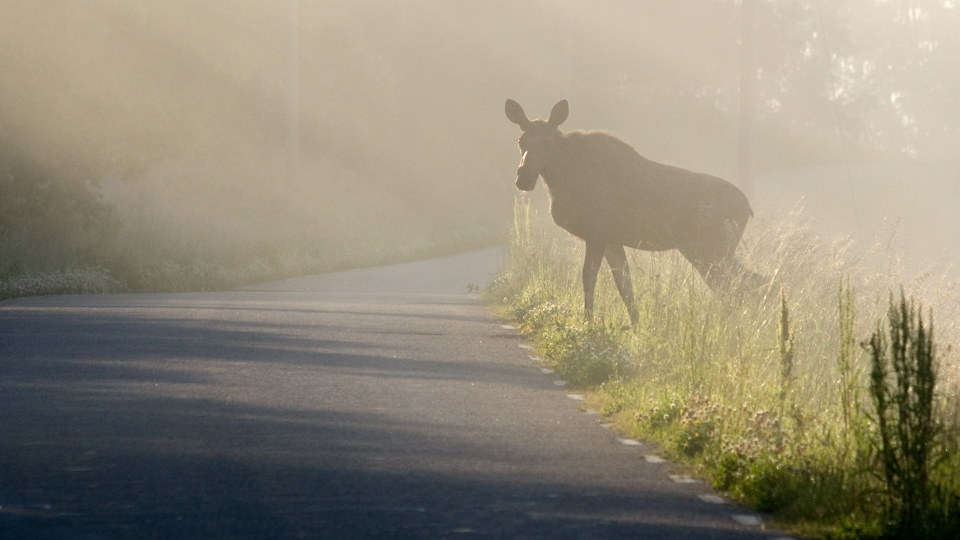 Mp7695516 Alg Pa Vag I Dimma